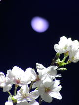 夜景の桜の花