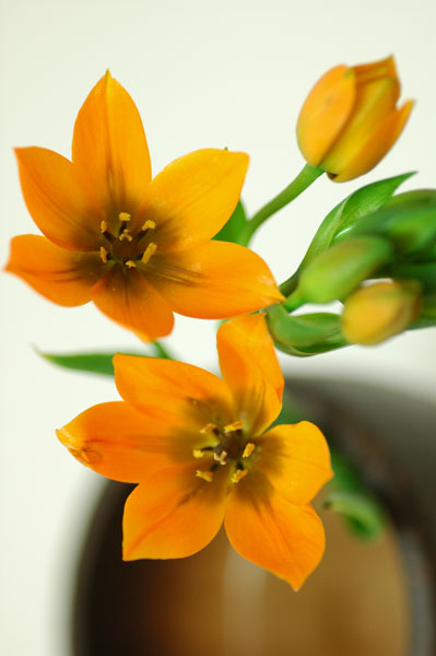 オオニソガラムの花